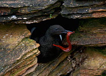 Black Guillemot {Cepphus grylle} with Sandeel fish in beak trying to entice a female to his nest site, Caithness, Scotland, UK