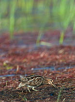 Common Snipe {Gallinago gallinago} teezing out a grub from an exposed reedbed, Lochan, Glen Kingie, West-Inverness, Scotland, UK
