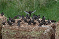Common Starlings {Sturnus vulgaris} flock of post breeding starlings (mostly juveniles) gathering on a straw bale to roost, Dornoch, Sutherland, Scotland, UK