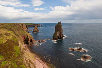 The Stacks of Duncansby looking north towards Duncansby Head, Caithness, Highland, Scotland, UK
