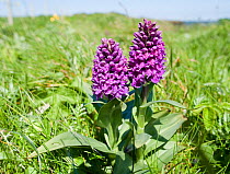 Early Marsh Orchid {Dactylorhiza incarnata} flowering on cliff top, Caithness, Scotland, UK