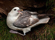 Fulmar {Fulmarus glacialis} calling aggressively to drive off intruding rival flying overhead, Caithness, Scotland, UK