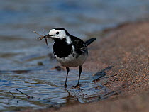 Pied Wagtail {Motacilla alba yarrelli} carrying insect for young, Glen Kingie, West-Inverness, Scotland, UK