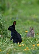 European rabbits {Oryctolagus cuniculus} young black (melanistic) and normal colour form, Dornoch, Sutherland, Scotland, UK