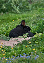 European rabbits {Oryctolagus cuniculus} two young black (melanistic) rabbits at burrow entrance, Dornoch, Sutherland, Scotland, UK