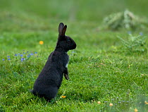European rabbit {Oryctolagus cuniculus} young black (melanistic) rabbit alert to danger soon after emerging from burrow, Dornoch, Sutherland, Scotland, UK