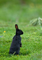 European rabbit {Oryctolagus cuniculus} young black (melanistic) rabbit alert to danger soon after emerging from burrow, Dornoch, Sutherland, Scotland, UK