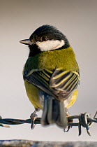 Great tit (Parus major) perching on barbed wire fence, winter, Somerset, UK