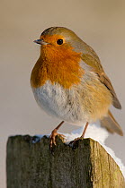 Robin (Erithacus rubecula) perching on fence post in snow, winter, Somerset, UK