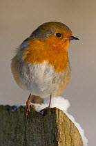 Robin (Erithacus rubecula) on fence post in snow, winter, Somerset, UK