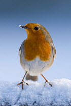Robin (Erithacus rubecula) in snow, winter, Somerset, UK Not available for ringtone/wallpaper use.