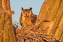 Great horned owl (Bubo virginianus) on nest in cactus, El Vizcaino Biosphere Reserve, Baja California Peninsula, Mexico, March