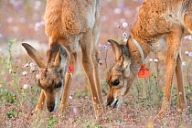 Two Peninsular pronghorn antelope (Antilocapra americana peninsularis) fawns feeding on flowers, captive, Peninsular pronghorn recovery project, Vizcaino Biosphere Reserve, Baja California, Mexico, Ma...