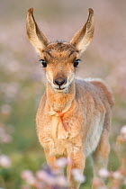 Peninsular pronghorn antelope (Antilocapra americana peninsularis) fawn, captive, Peninsular pronghorn recovery project, Vizcaino Biosphere Reserve, Baja California Peninsula, Mexico, March