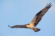 Osprey (Pandion haliaetus) in flight, Guerrero Negro Lagoon, El Vizcaino Biosphere Reserve, Baja California Peninsula, Mexico, May