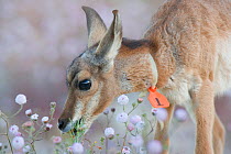 Peninsular pronghorn antelope (Antilocapra americana peninsularis) fawn feeding on flowers, captive, Peninsular pronghorn recovery project, Vizcaino Biosphere Reserve, Baja California Peninsula, Mexic...