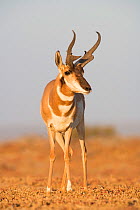 Peninsular pronghorn antelope (Antilocapra americana peninsularis) buck, captive, Peninsular pronghorn recovery project, Vizcaino Biosphere Reserve, Baja California Peninsula, Mexico, May