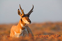 Peninsular pronghorn antelope (Antilocapra americana peninsularis) buck sitting, captive, Peninsular pronghorn recovery project, Vizcaino Biosphere Reserve, Baja California Peninsula, Mexico, May
