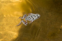 California tree frog (Pseudacris / Hyla cadaverina) swimming, Catavina, Valle de los Cirios Biosphere Reserve, Baja California Peninsula, Mexico, March