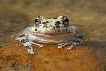 California tree frog (Pseudacris / Hyla cadaverina) portrait, Catavina, Valle de los Cirios Biosphere Reserve, Baja California Peninsula, Mexico, March