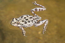 California tree frog (Pseudacris / Hyla cadaverina) swimming, Catavina, Valle de los Cirios Biosphere Reserve, Baja California Peninsula, Mexico, March