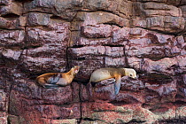 Californian sea lions (Zalophus californianus) on rocks, one yawning, Espiritu Santo Island National Park, Sea of Cortez (Gulf of California) Mexico, February