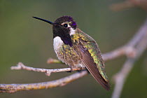 Costa's hummingbird (Calypte / Archilochus costae) profile, Loreto, Baja California Peninsula, Mexico, February