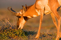 Peninsular pronghorn antelope (Antilocapra americana peninsularis) buck feeding, captive, Peninsular pronghorn recovery project, Vizcaino Biosphere Reserve, Baja California Peninsula, Mexico, March