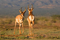 Peninsular pronghorn antelope (Antilocapra americana peninsularis) bucks fighting for dominance, captive, Peninsular pronghorn recovery project, Vizcaino Biosphere Reserve, Baja California Peninsula,...