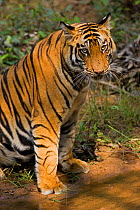 Bengal tiger {Panthera tigris tigris} sitting, beside water, Bandhavgarh National Park, Madya Pradesh, India