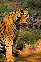 Bengal tiger {Panthera tigris tigris} sitting, beside water, Bandhavgarh National Park, Madya Pradesh, India