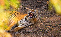 Bengal tiger {Panthera tigris tigris} lying down, yawning, Bandhavgarh National Park, Madya Pradesh, India