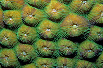 Great star coral (Montastraea cavernosa) close-up, Banco Chinchorro Biosphere Reserve, Carribean Sea, Mexico, May