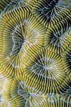 Boulder brain coral (Colpophyllia natans) close-up, Banco Chinchorro Biosphere Reserve, Caribbean Sea, Mexico, May