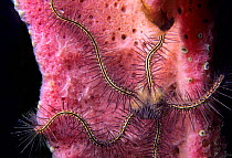 Sponge brittle star (Ophiothrix suensonii) on sponge, Banco Chinchorro Biosphere Reserve, Caribbean Sea, Mexico, May