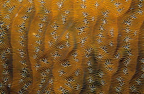 Whitestar sheet coral (Agaricia lamarcki) close-up, Banco Chinchorro Biosphere Reserve, Caribbean Sea, Mexico, May