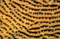Dimpled sheet coral detail (Agaricia grahamae) Banco Chinchorro Biosphere Reserve, Caribbean Sea, Mexico, May