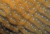 Whitestar sheet coral detail (Agaricia lamarcki) Banco Chinchorro Biosphere Reserve, Caribbean Sea, Mexico, May