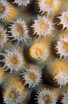 Great star coral (Montastraea cavernosa) polyps, Banco Chinchorro Biosphere Reserve, Caribbean Sea, Mexico, May