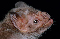 Common vampire bat (Desmodus rotundus) captive, Chacmultun, Yucatan Peninsula, Mexico, June