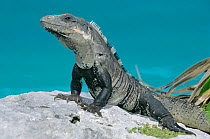 Black iguana (Ctenosaura similis) on rock, Tulum National Park, Yucatan Peninsula, Mexico, June