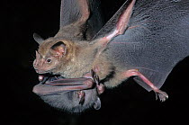 Jamaican fruit eating bat (Artibeus jamaicensis) carrying baby, Punta Laguna, Otoch Ma'ax Yetel Kooh Reserve, Yucatan Peninsula, Mexico, June/97.