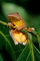 Mahogany / Swamp treefrog (Tlalocohyla loquax) clinging to plant, Montes Azules Biosphere Reserve, Lacandon Rainforest, Mexico, August