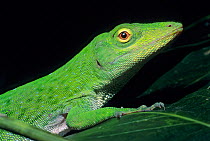 Neotropical green anole (Norops biporcatus) portrait, Montes Azules Biosphere Reserve, Lacandon Rainforest, Mexico, August