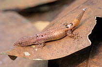 Dwarf gecko (Sphaerodactylus glaucus) on leaf, Montes Azules Biosphere Reserve, Lacandon Rainforest, Mexico, August