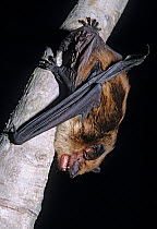 Big brown bat (Eptesicus fuscus) on branch, Huichola Sierra, western Mexico, September
