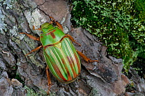 Jewel scarab beetle (Chrysina / Plusiotis adelaida) Huichola Sierra, western Mexico, September