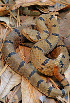 Rock rattlesnake (Crotalus lepidus) Huichola Sierra, western Mexico, September