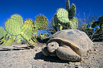 Bolson tortoise (Gopherus flavomarginatus) near cacti, captive, Mapimi Biosphere Reserve, Chihuahuan Desert, Mexico, November