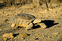 Bolson tortoise (Gopherus flavomarginatus) walking, captive, Mapimi Biosphere Reserve, Chihuahuan Desert, Mexico, November